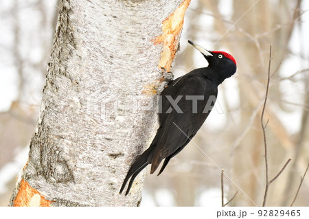 シラカバの木に穴を開ける北海道に生息する日本最大級のキツツキの