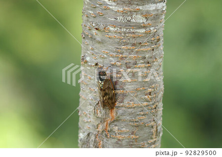 アブラゼミ　さくらの木　8月上旬 92829500