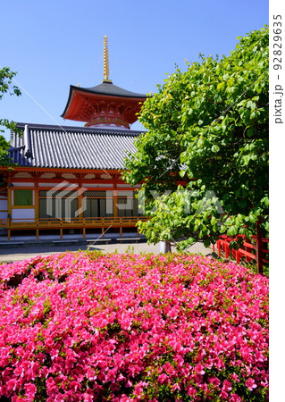 中山寺/満開のツツジと阿弥陀堂と大願塔(兵庫県宝塚市) 中山寺/満開のツツジと阿弥陀堂と大願塔(兵庫県宝塚市) 92829635
