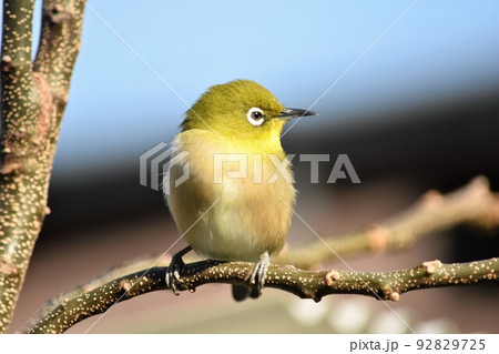 メジロ メジロ 92829725