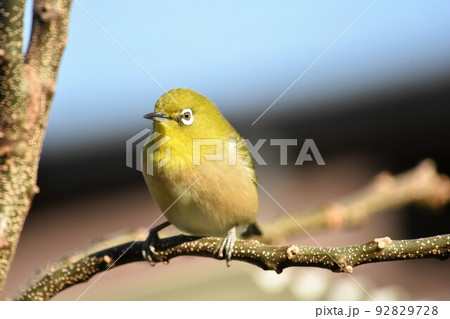 メジロ メジロ 92829728