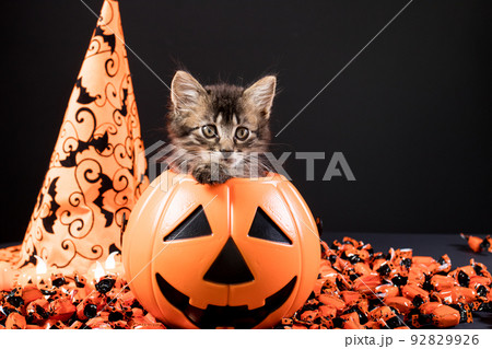 Happy Halloween card. A cat with wings sits in a bucket of pumpkin on a black background. Place for text. Happy Halloween card. A cat with wings sits in a bucket of pumpkin on a black background. Place for text. 92829926