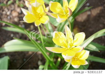 庭に咲く黄色い原種チューリップの花 庭に咲く黄色い原種チューリップの花 92831137