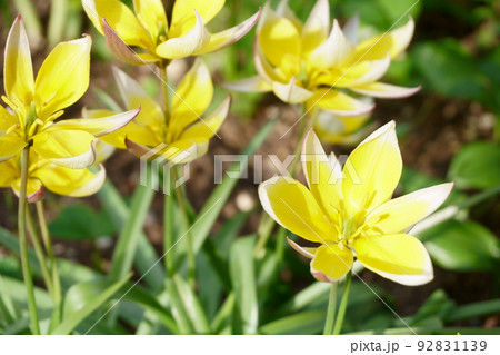 庭に咲く黄色い原種チューリップの花 庭に咲く黄色い原種チューリップの花 92831139