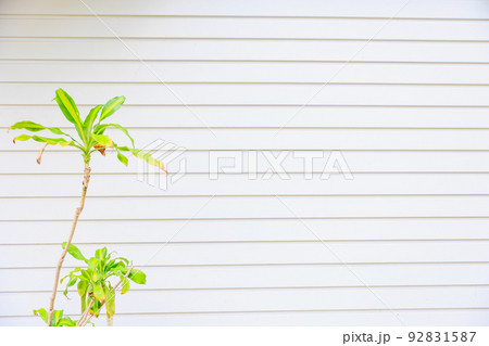 さわやかなイメージの観葉植物の植木鉢と横線の入った白壁 92831587