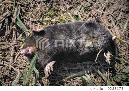 Dead European mole belly up on ground close up details Dead European mole belly up on ground close up details 92831754