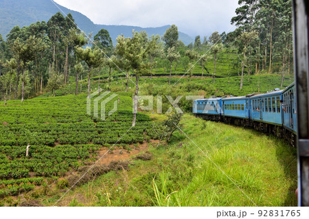 スリランカの紅茶畑を走る鉄道 92831765