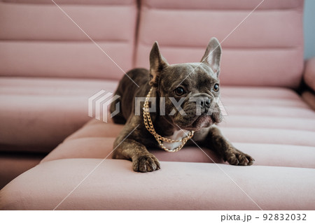 Close Up Portrait of Small French Bulldog with Golden Chain Laying on the Pink Sofa Indoors Close Up Portrait of Small French Bulldog with Golden Chain Laying on the Pink Sofa Indoors 92832032