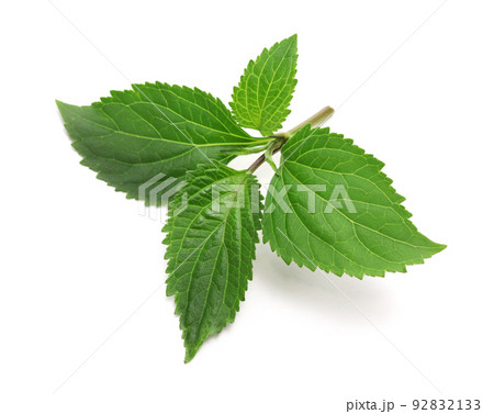 パチョリ 92832133