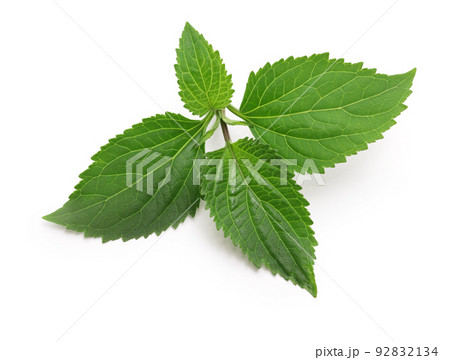 パチョリ 92832134