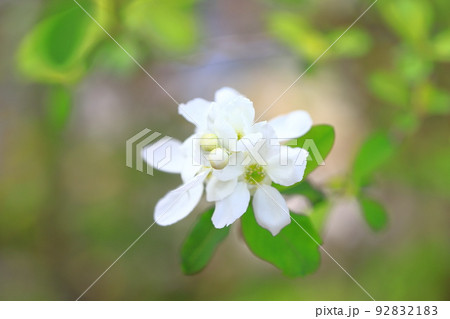 真っ白な利休梅(リキュウバイ)の花とつぼみ 真っ白な利休梅(リキュウバイ)の花とつぼみ 92832183