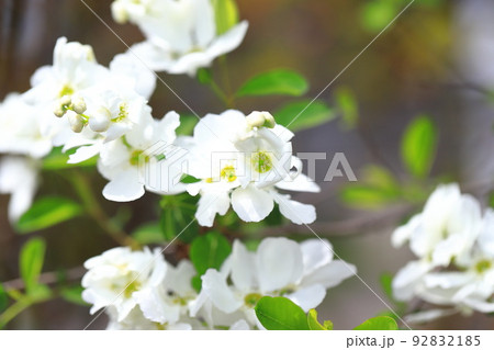 真っ白な利休梅（リキュウバイ）の花とつぼみ 92832185
