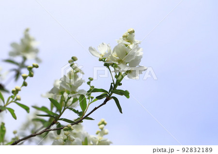 真っ白な利休梅(リキュウバイ)の花とつぼみ 真っ白な利休梅(リキュウバイ)の花とつぼみ 92832189
