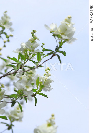 真っ白な利休梅(リキュウバイ)の花とつぼみ 真っ白な利休梅(リキュウバイ)の花とつぼみ 92832190