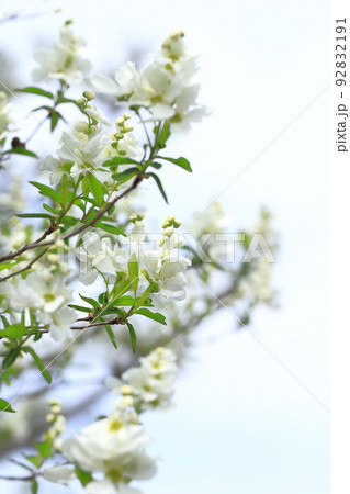 真っ白な利休梅(リキュウバイ)の花とつぼみ 真っ白な利休梅(リキュウバイ)の花とつぼみ 92832191