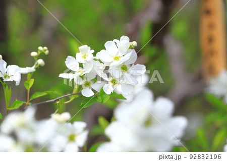 真っ白な利休梅（リキュウバイ）の花とつぼみ 92832196