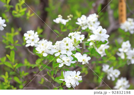 真っ白な利休梅(リキュウバイ)の花とつぼみ 真っ白な利休梅(リキュウバイ)の花とつぼみ 92832198