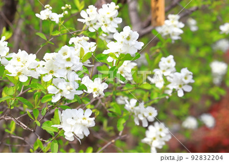 真っ白な利休梅(リキュウバイ)の花とつぼみ 真っ白な利休梅(リキュウバイ)の花とつぼみ 92832204