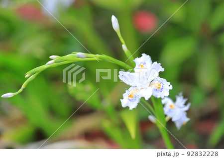 シャガの花 シャガの花 92832228