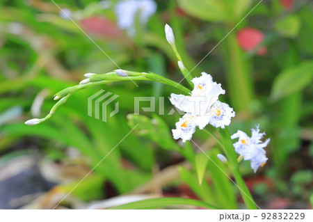 シャガの花 シャガの花 92832229