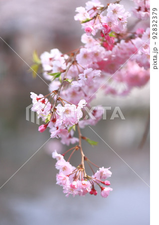 満開の枝垂れ桜(シダレザクラ) 満開の枝垂れ桜(シダレザクラ) 92832379