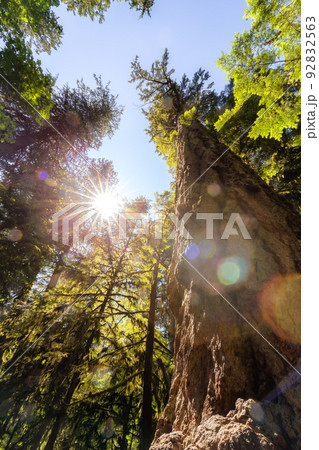 Lush Green Rain Forest in Pacific Northwest. MacMillan Provincial Park Lush Green Rain Forest in Pacific Northwest. MacMillan Provincial Park 92832563