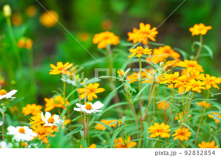 ジニアのお花畑 ジニアのお花畑 92832854