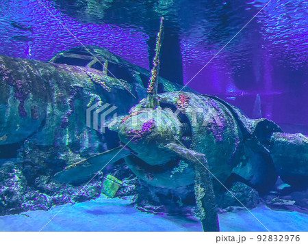 an old, wrecked plane sank underwater due to the crash. the propeller plane was overgrown with moss and corroded. an old plane from the war is now a home for fish 92832976
