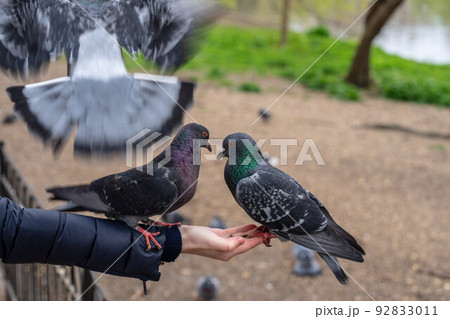 Feeding pigeons in the park. Woman feeds pigeons in London park 92833011