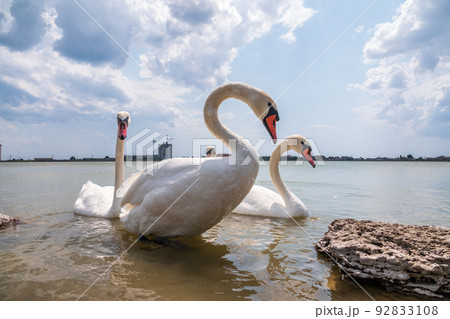 A large flock of graceful white swans swims in the lake., swans in the wild A large flock of graceful white swans swims in the lake., swans in the wild 92833108