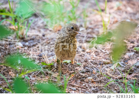 The common redstart, Phoenicurus phoenicurus, young bird, is sitting on a ground against a blurred background. 92833165