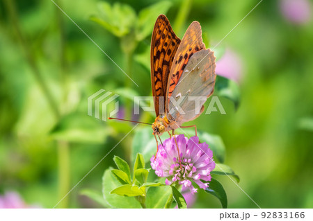 The dark green fritillary butterfly collects nectar on flower. Speyeria aglaja is a species of butterfly in the family Nymphalidae. 92833166