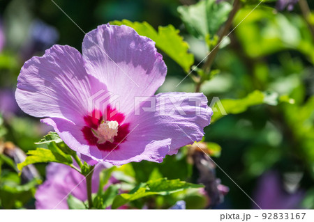 Pink flowers of Hibiscus moscheutos plant close-up. Hibiscus moscheutos, swamp hibiscus, Pink flowers of Hibiscus moscheutos plant close-up. Hibiscus moscheutos, swamp hibiscus, 92833167