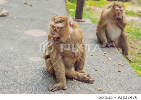 A macaca monkey, Khao Toh Sae Viewpoint on the Highest Hill in Phuket, Thailand A macaca monkey, Khao Toh Sae Viewpoint on the Highest Hill in Phuket, Thailand 92833420
