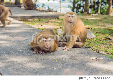 A macaca monkey, Khao Toh Sae Viewpoint on the Highest Hill in Phuket, Thailand 92833422