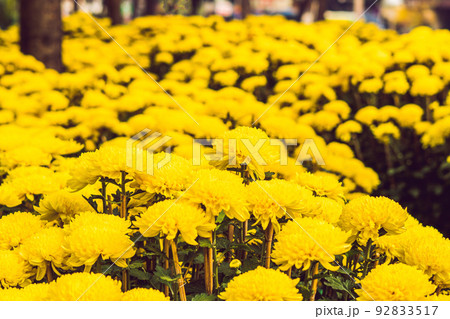 Yellow flowers in honor of the Vietnamese new year. Lunar new year flower market. Chinese New Year. Tet Yellow flowers in honor of the Vietnamese new year. Lunar new year flower market. Chinese New Year. Tet 92833517