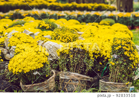 Yellow flowers in honor of the Vietnamese new year. Lunar new year flower market. Chinese New Year. Tet Yellow flowers in honor of the Vietnamese new year. Lunar new year flower market. Chinese New Year. Tet 92833518