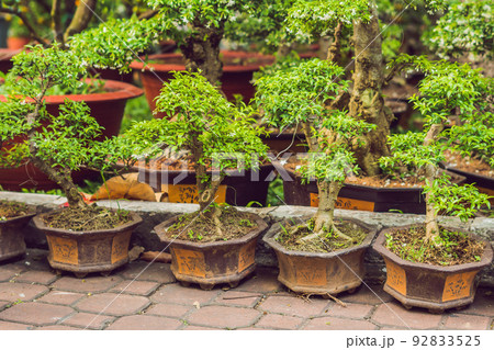bonsai in honor of the Vietnamese new year. Lunar new year flower market. Chinese New Year. Tet 92833525