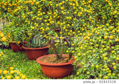 Close up Vibrant orange citrus fruits on a Kumquat tree in honor of the Vietnamese new year. Lunar new year flower market. Chinese New Year. Tet 92833526