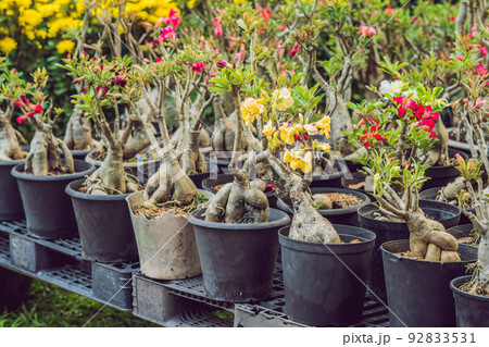 bonsai in honor of the Vietnamese new year. Lunar new year flower market. Chinese New Year. Tet bonsai in honor of the Vietnamese new year. Lunar new year flower market. Chinese New Year. Tet 92833531