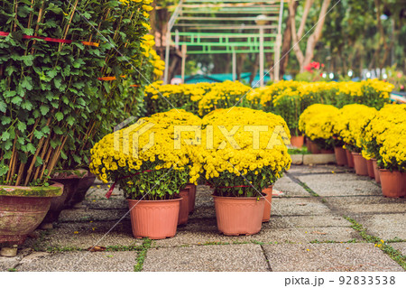 Yellow flowers in honor of the Vietnamese new year. Lunar new year flower market. Chinese New Year. Tet Yellow flowers in honor of the Vietnamese new year. Lunar new year flower market. Chinese New Year. Tet 92833538