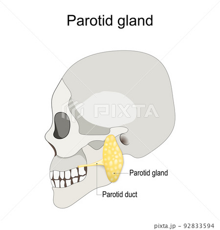 Humans skull with salivary gland and parotid duct. 92833594