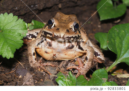 ヤマアカガエル 92833801