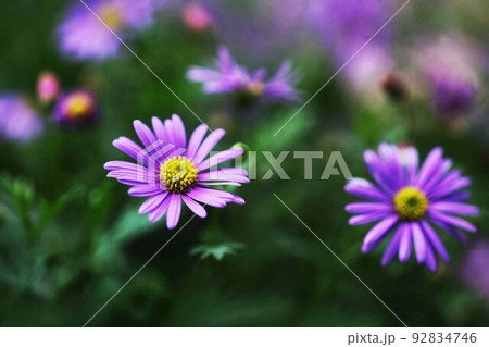 ブラキカム 紫色の花 ブラキカム 紫色の花 92834746