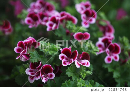 ベラルゴニウム の花咲く ベラルゴニウム の花咲く 92834748