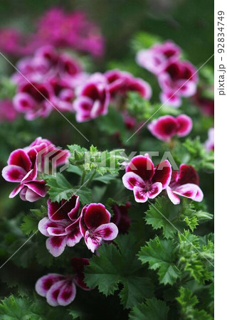 ベラルゴニウム の花咲く ベラルゴニウム の花咲く 92834749
