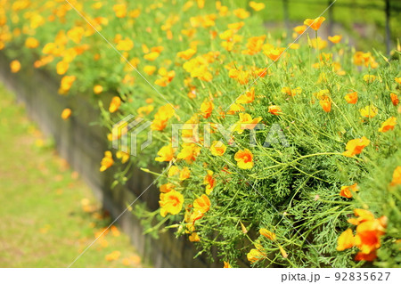 ハナビシソウの花 92835627