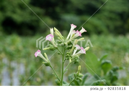 タバコの花 タバコの花 92835818