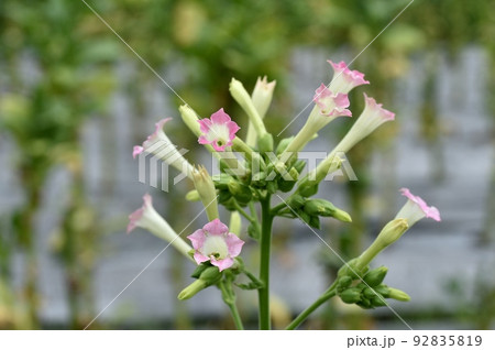 タバコの花 タバコの花 92835819