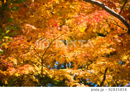 紅葉の最盛期 鹿児島県青少年研修センター 紅葉の最盛期 鹿児島県青少年研修センター 92835858